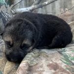 Gabriel, a male German Shepherd Dog for sale in Sarcoxie, MO – Photo 1 of 8