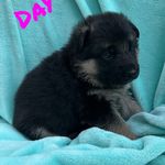 Hallie, a female German Shepherd Dog for sale in Sarcoxie, MO – Photo 2 of 10