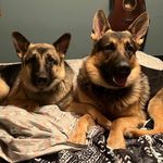 Hallie, a female German Shepherd Dog for sale in Sarcoxie, MO – Photo 8 of 10