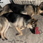 Hallie, a female German Shepherd Dog for sale in Sarcoxie, MO – Photo 9 of 10