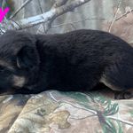 Hallie, a female German Shepherd Dog for sale in Sarcoxie, MO – Photo 4 of 10