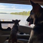 Hallie, a female German Shepherd Dog for sale in Sarcoxie, MO – Photo 5 of 10