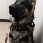 Hallie, a female German Shepherd Dog for sale in Sarcoxie, MO – Photo 7 of 10