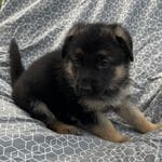 Hallie, a female German Shepherd Dog for sale in Sarcoxie, MO – Photo 1 of 10