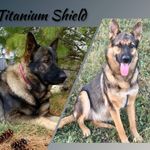 Hallie, a female German Shepherd Dog for sale in Sarcoxie, MO – Photo 6 of 10