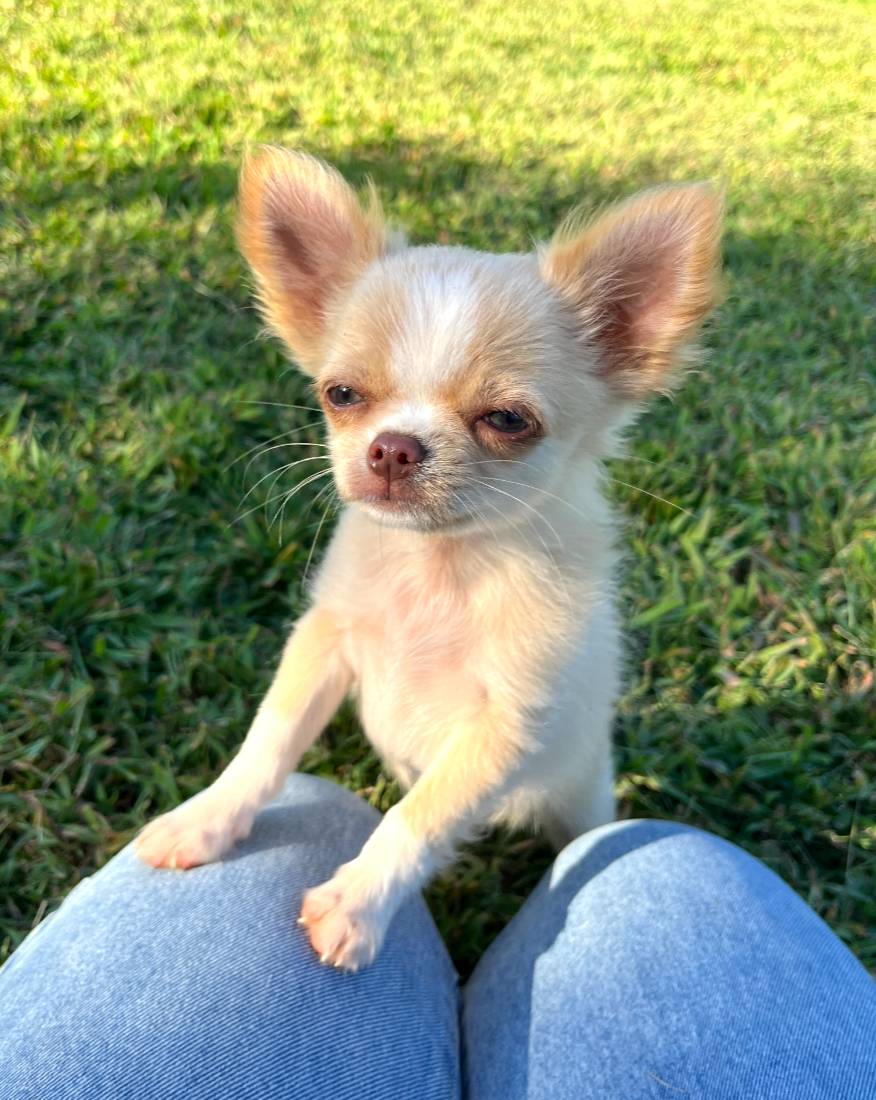 AKC Ziggy, a male Chihuahua for sale in Union Grove, NC – Photo 4 of 8