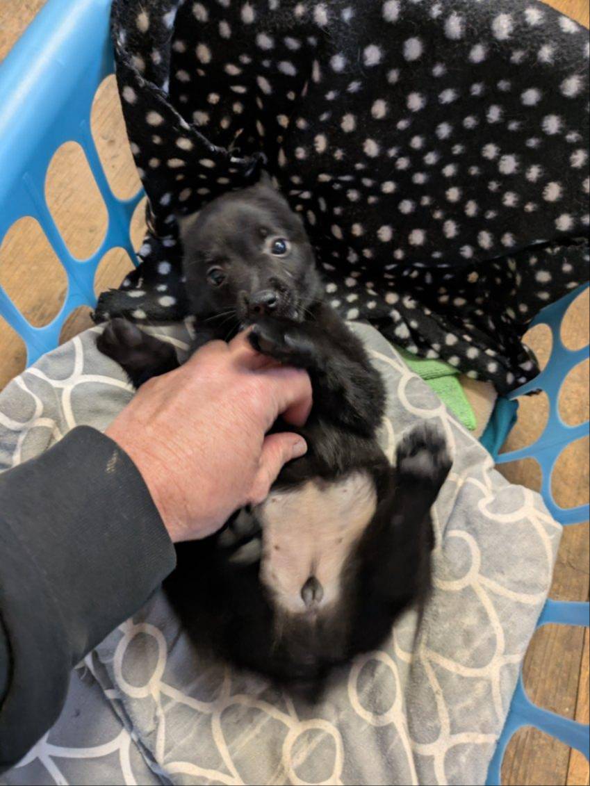 Lily, a female Schipperke for sale in Blanchester, OH – Photo 4 of 5