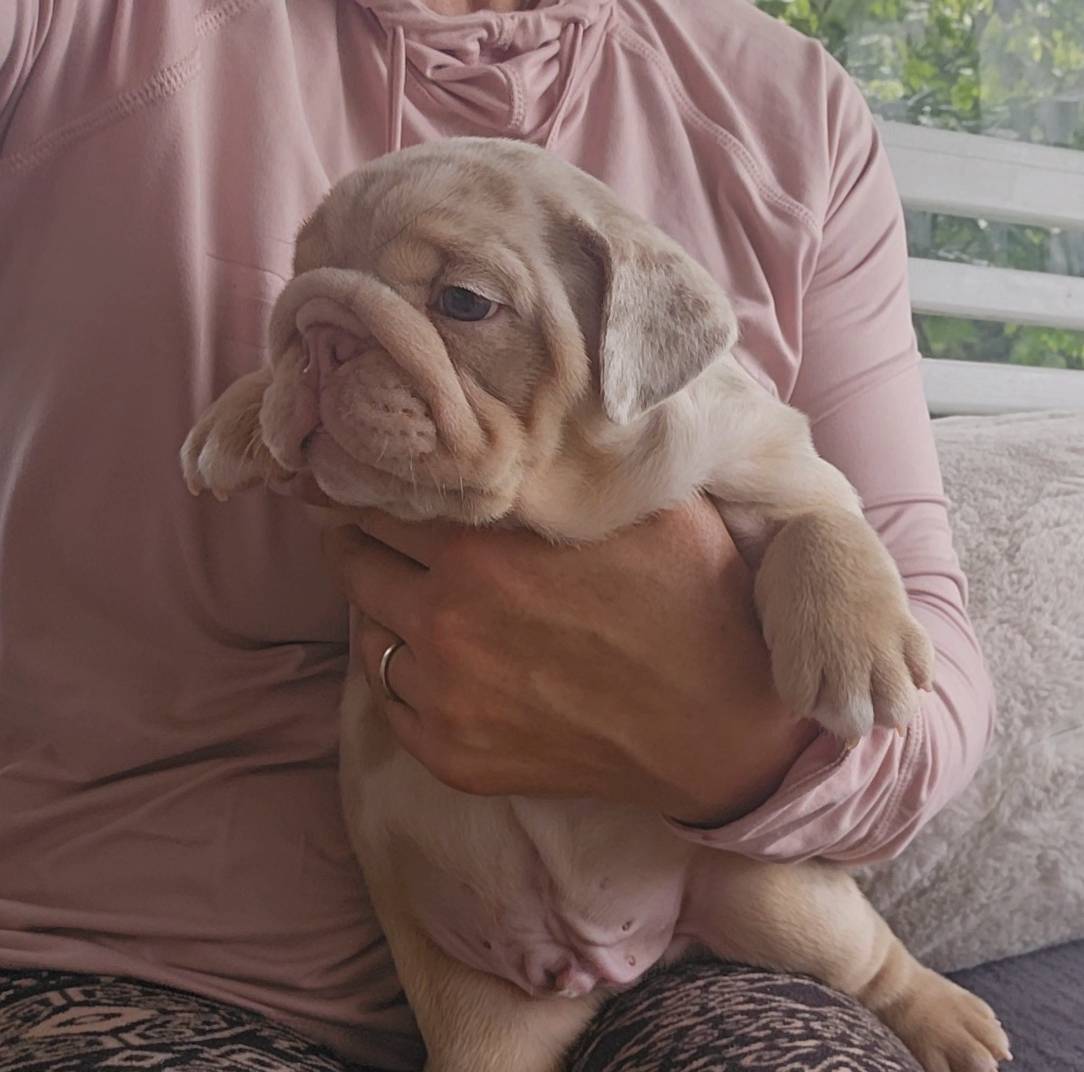 Victor, a male English Bulldog for sale in Madison, AL – Photo 4 of 10