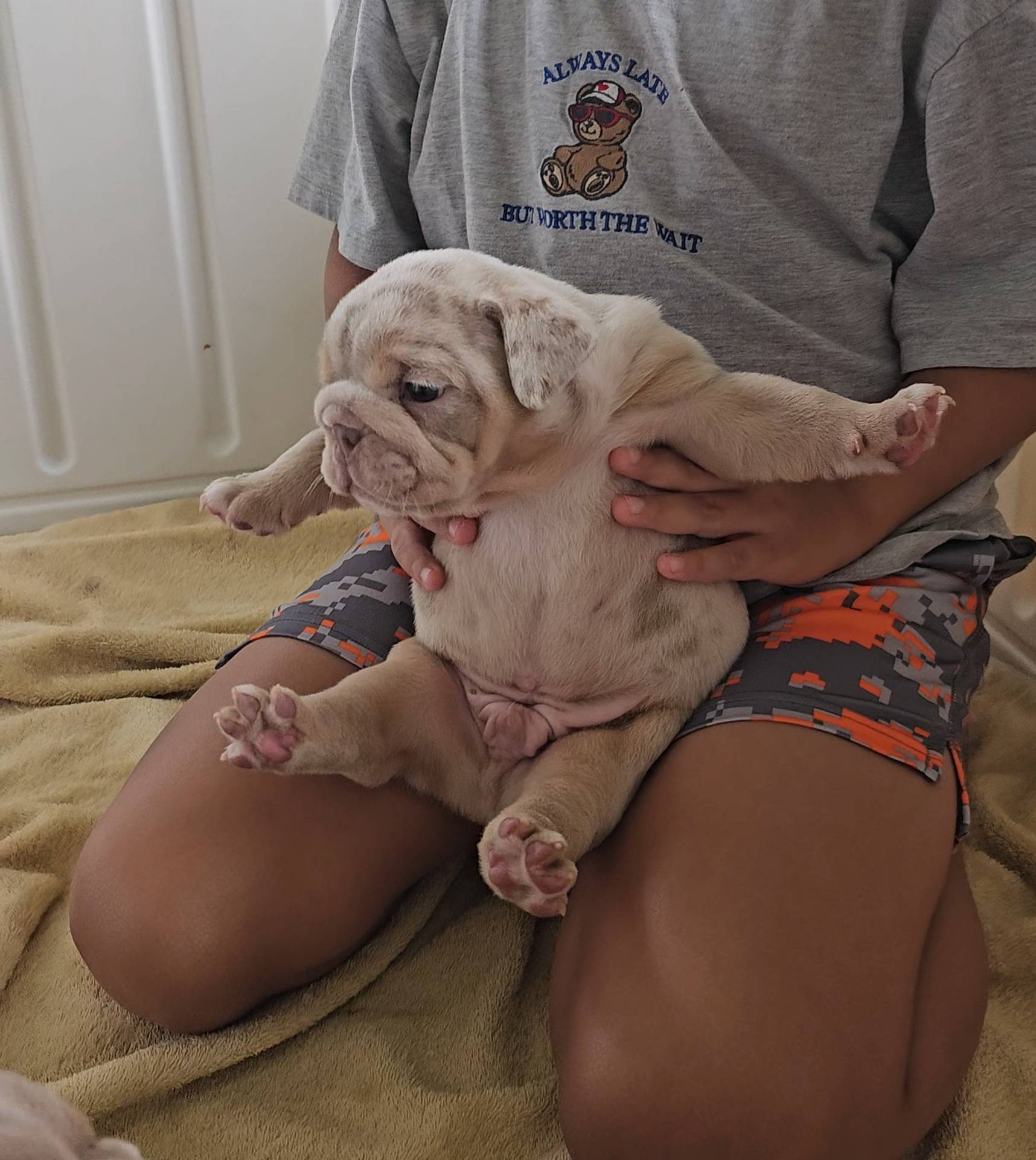 Victor, a male English Bulldog for sale in Madison, AL – Photo 10 of 10