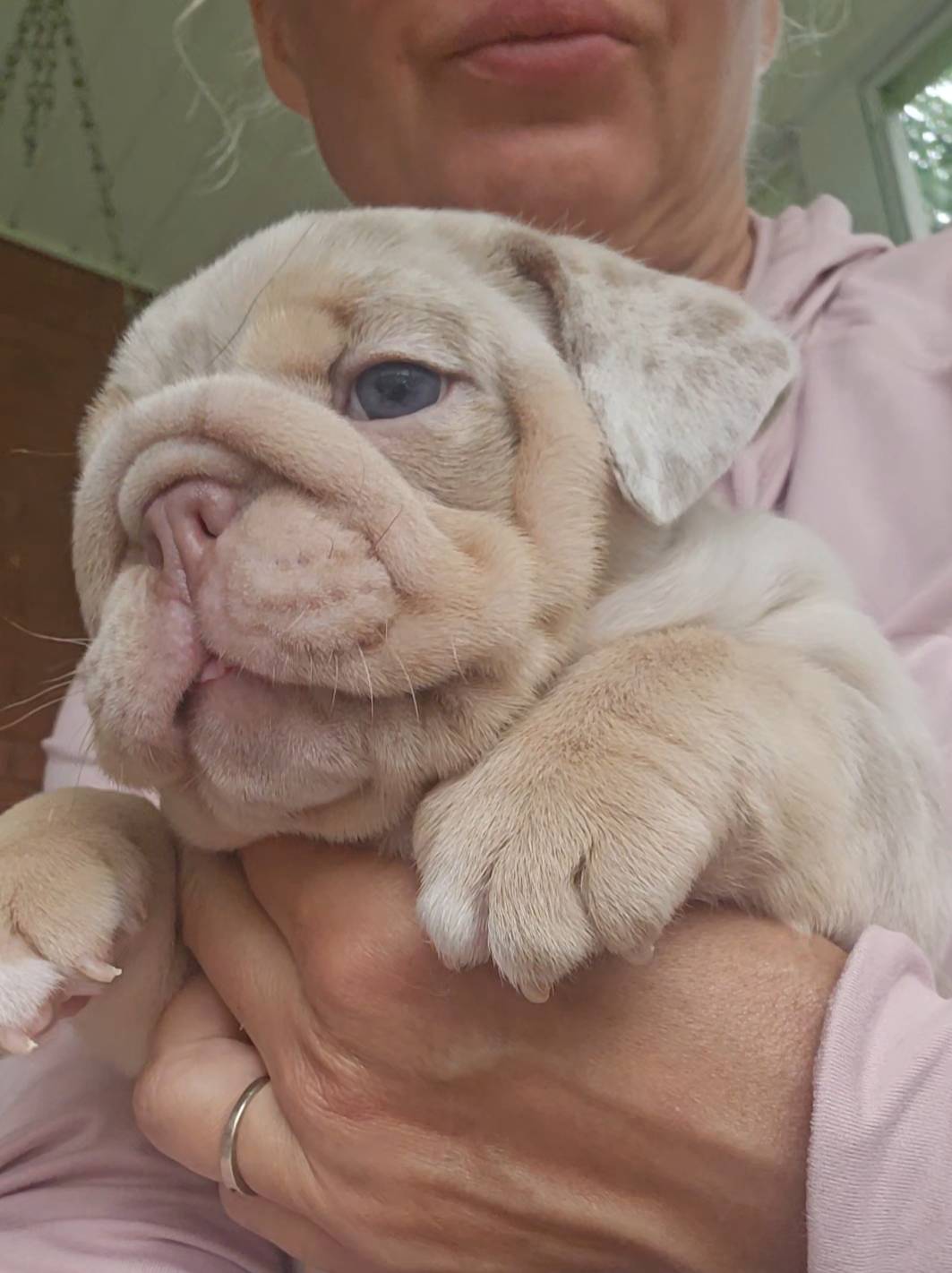 Victor, a male English Bulldog for sale in Madison, AL – Photo 9 of 10