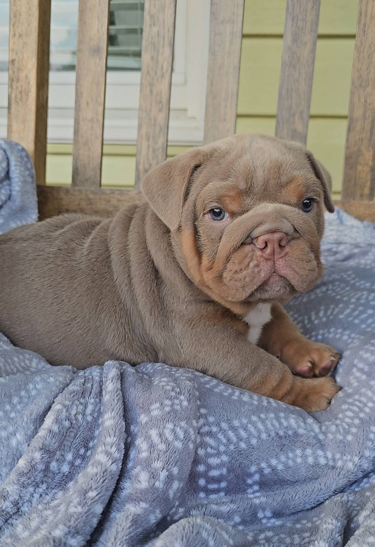 Charlie, a male English Bulldog for sale in Madison, AL – Photo 6 of 10
