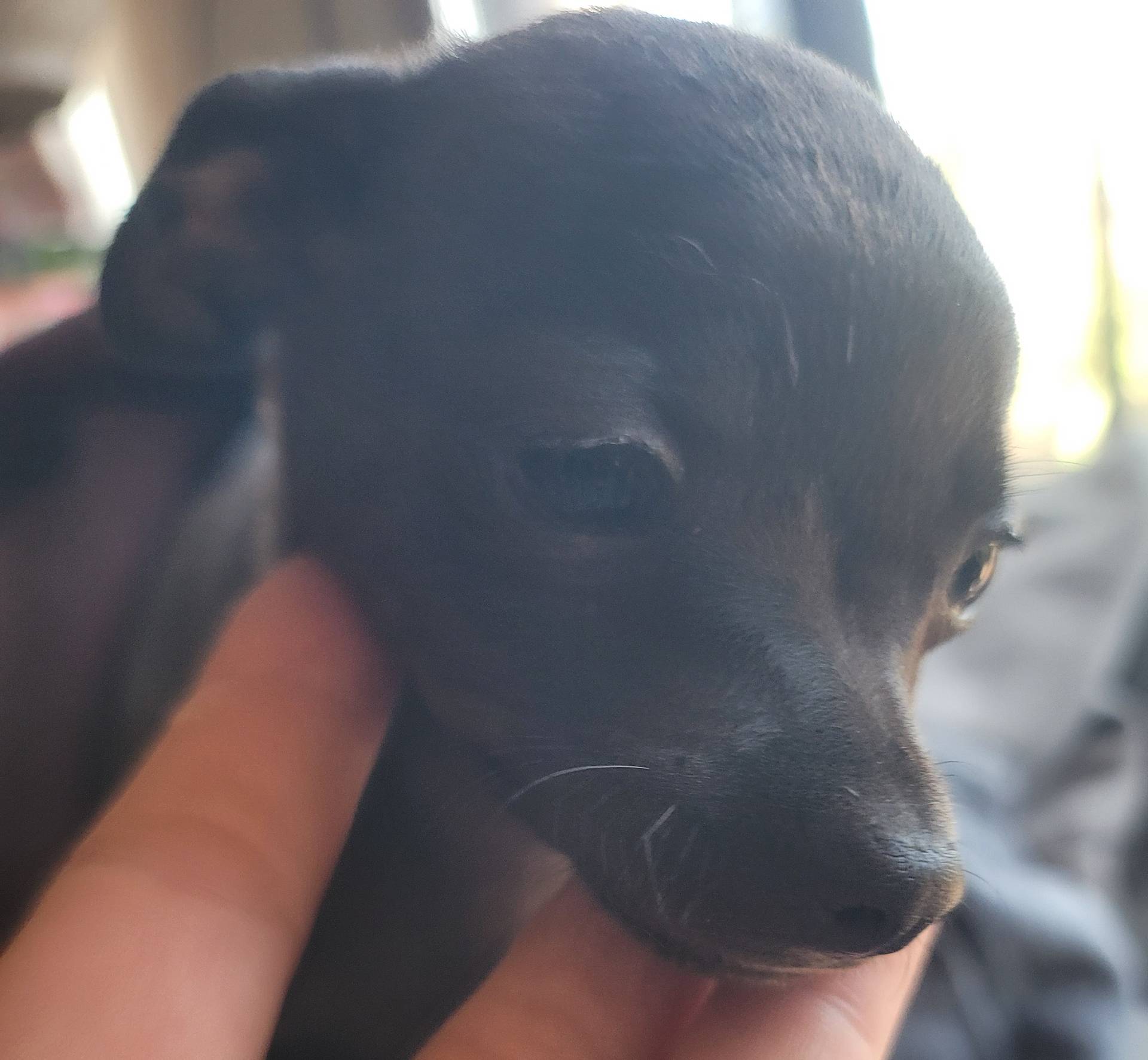 Tiny boy, a male Chihuahua for sale in Spring Run, PA – Photo 2 of 4