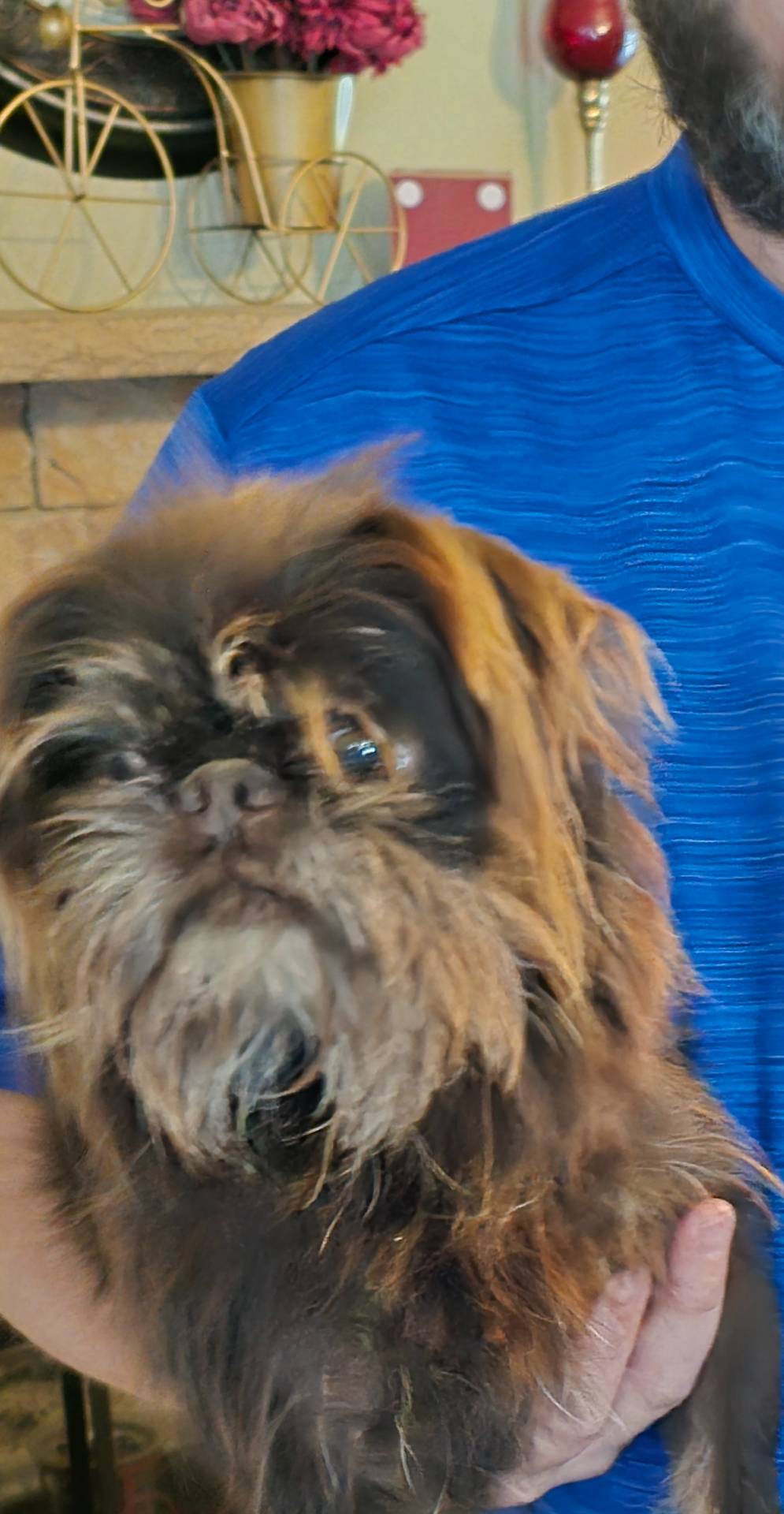 Fletcher(pet only), a male Brussels Griffon for sale in Pocola, OK – Photo 2 of 2