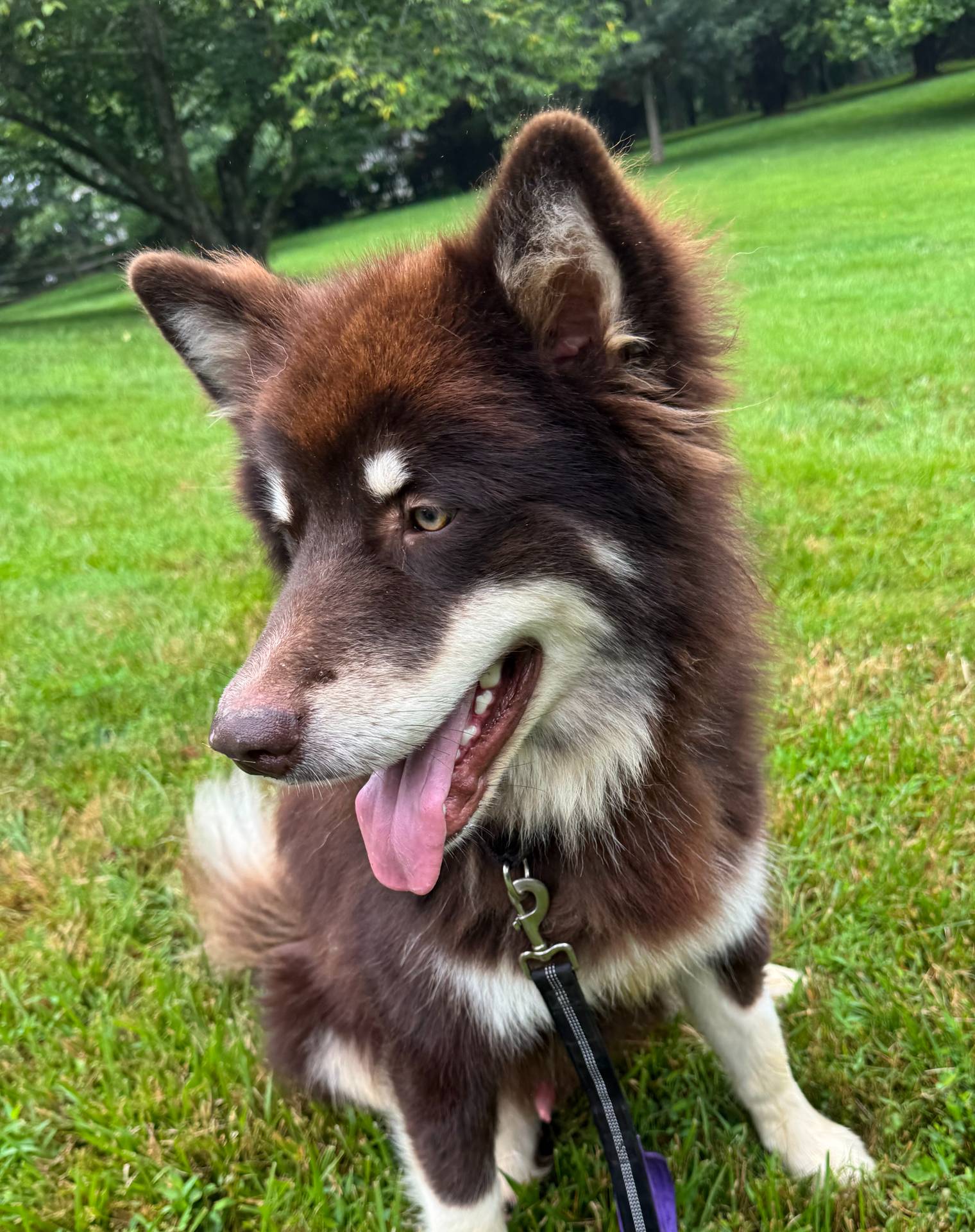 Artie, a male Alaskan Malamute for sale in Gaithersburg, MD – Photo 3 of 3