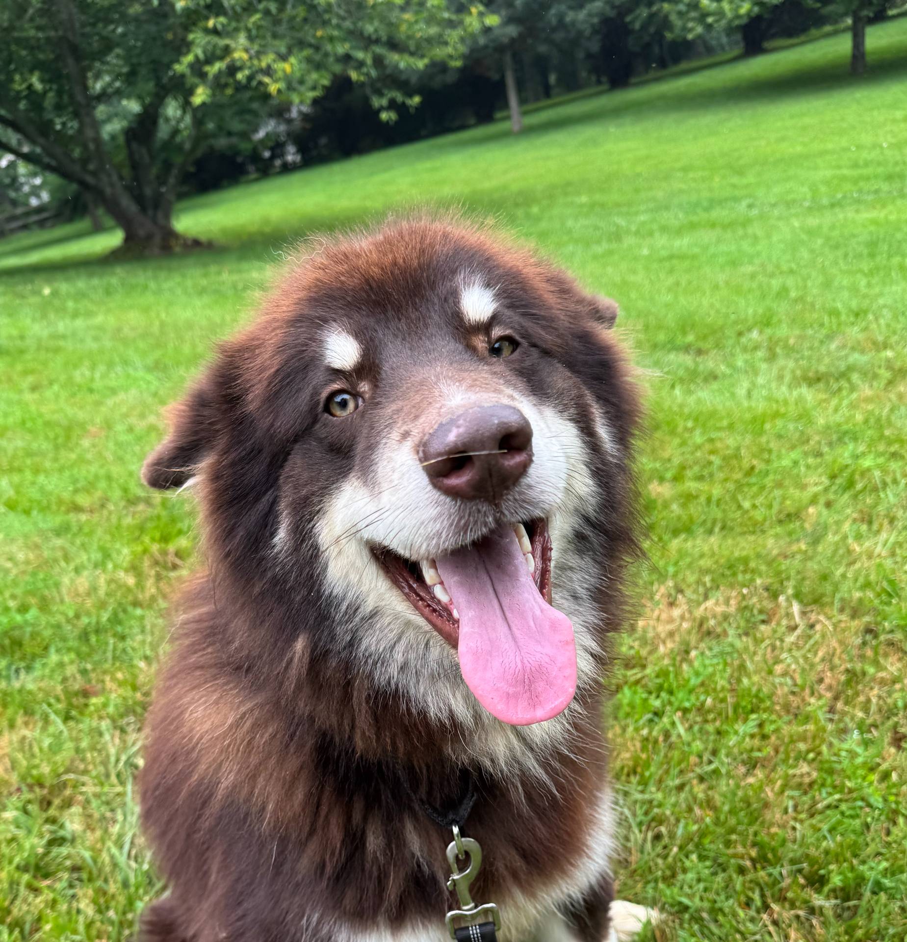 Artie, a male Alaskan Malamute for sale in Gaithersburg, MD – Photo 2 of 3