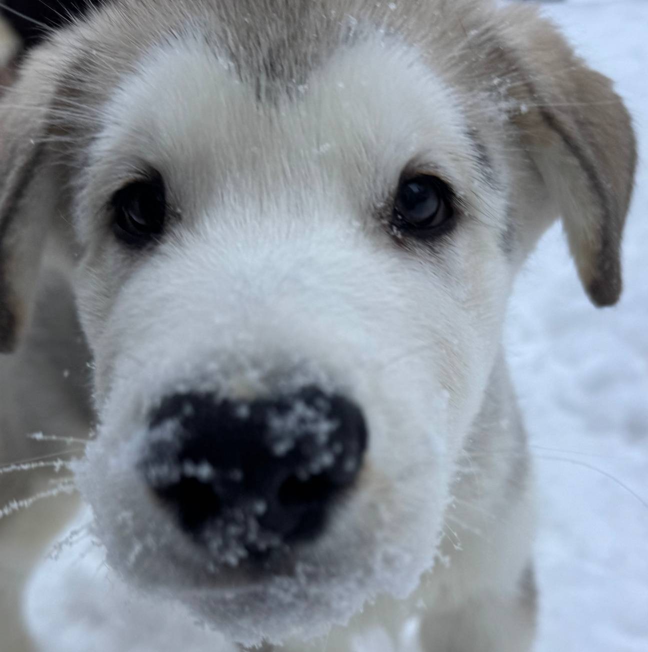 Mario, a male Alaskan Malamute for sale in Gaithersburg, MD – Photo 3 of 6