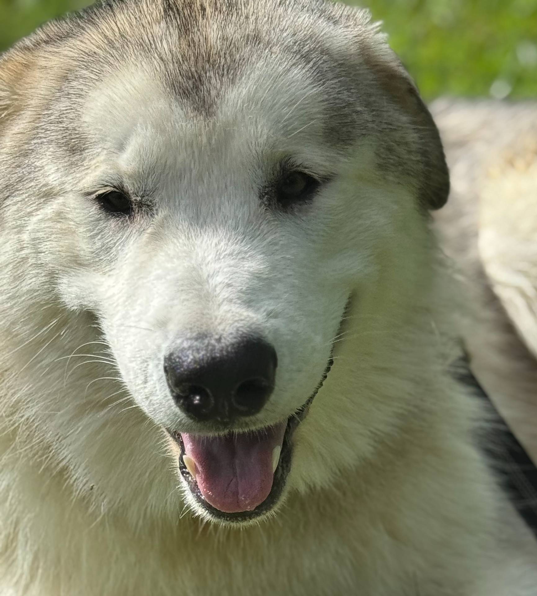 Mario, a male Alaskan Malamute for sale in Gaithersburg, MD – Photo 2 of 6