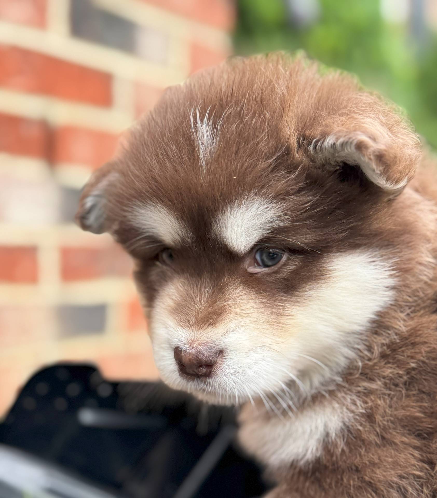 Fireball, a male Alaskan Malamute for sale in Gaithersburg, MD – Photo 3 of 3