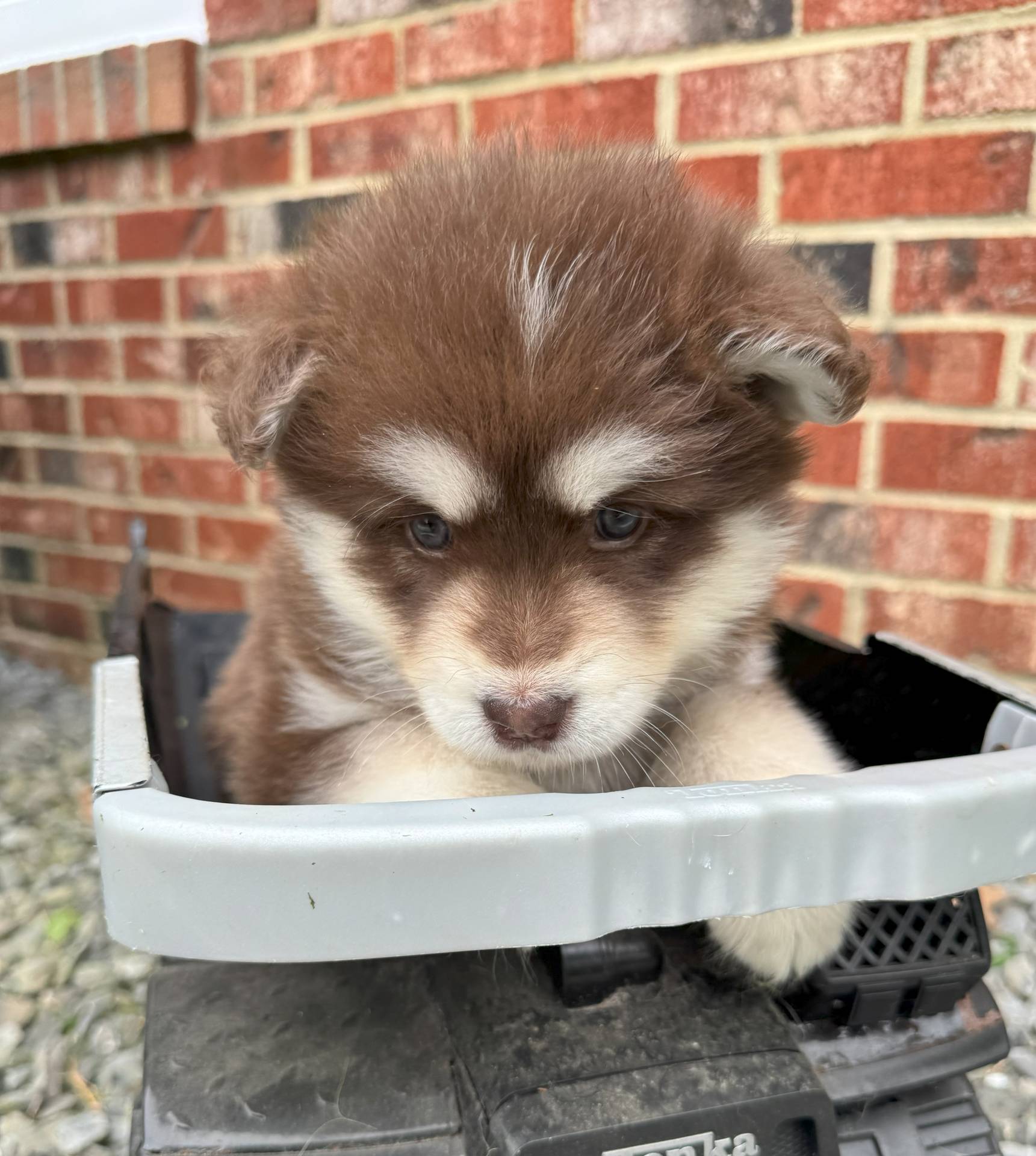 Fireball, a male Alaskan Malamute for sale in Gaithersburg, MD – Photo 2 of 3
