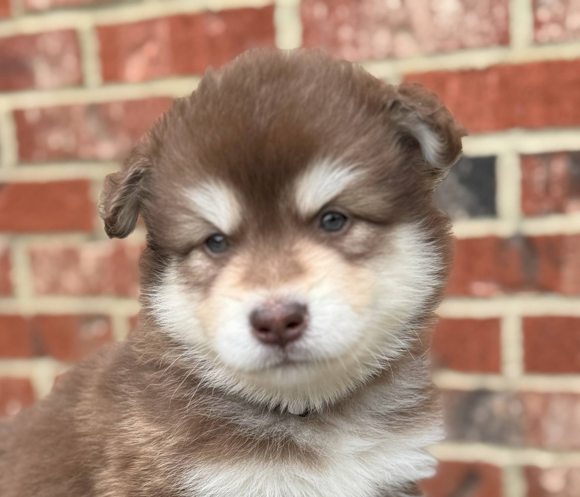 Moonshine, a male Alaskan Malamute for sale in Gaithersburg, MD – Photo 2 of 2