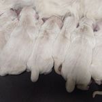 Daisy, a female Golden Retriever for sale in San Luis Obispo, CA – Photo 3 of 10