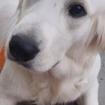 Daisy, a female Golden Retriever for sale in San Luis Obispo, CA – Photo 6 of 10