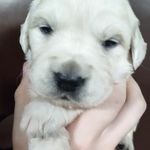 Daisy, a female Golden Retriever for sale in San Luis Obispo, CA – Photo 2 of 10