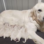 Daisy, a female Golden Retriever for sale in San Luis Obispo, CA – Photo 4 of 10