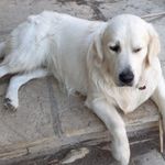 Daisy, a female Golden Retriever for sale in San Luis Obispo, CA – Photo 9 of 10