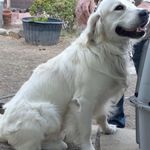Daisy, a female Golden Retriever for sale in San Luis Obispo, CA – Photo 10 of 10