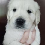 Daisy, a female Golden Retriever for sale in San Luis Obispo, CA – Photo 1 of 10