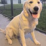 Daisy, a female Golden Retriever for sale in San Luis Obispo, CA – Photo 5 of 10