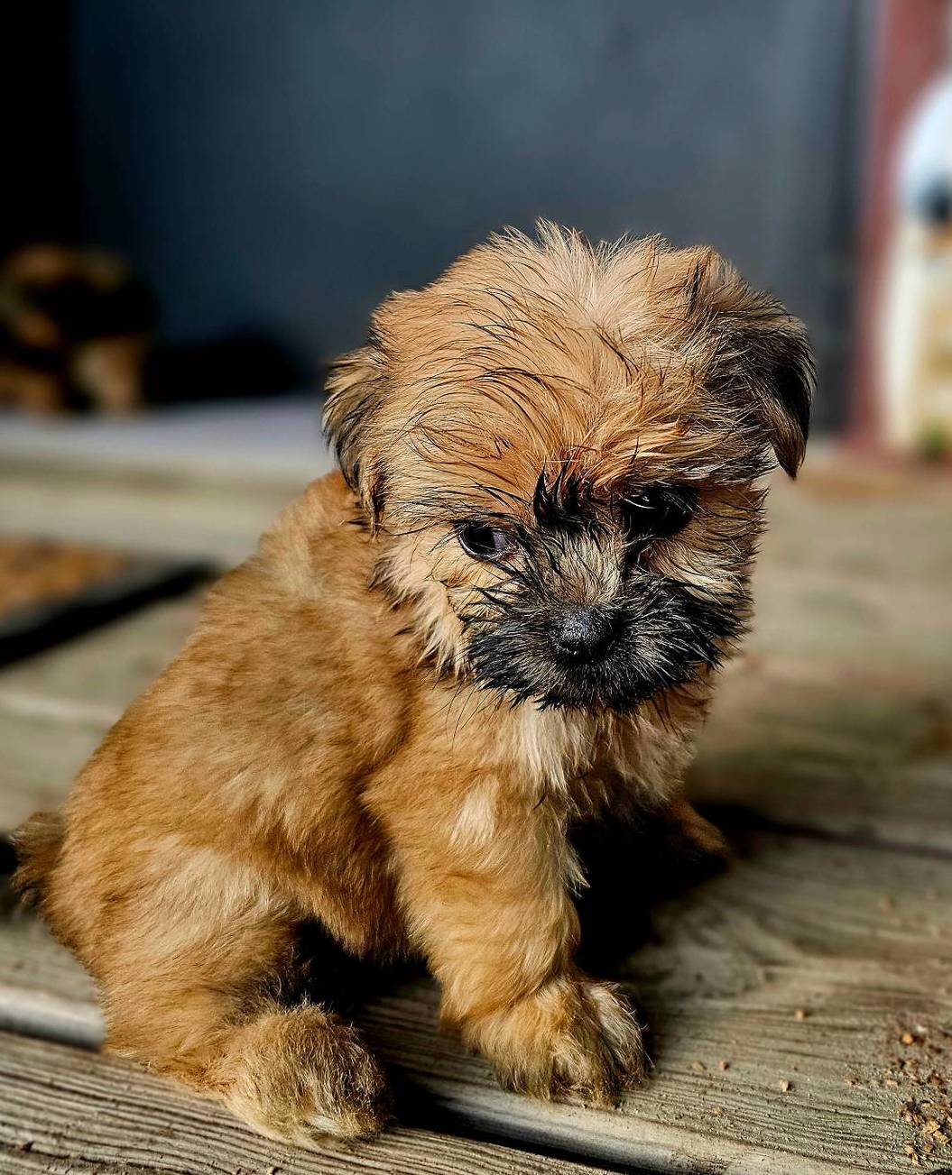 Jessie, a male Shorkie for sale in Millry, AL – Photo 4 of 6