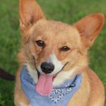 Harley's Mocha - Clear, a female Pembroke Welsh Corgi for sale in Hotchkiss, CO – Photo 2 of 3