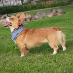 Harley's Mocha - Clear, a female Pembroke Welsh Corgi for sale in Hotchkiss, CO – Photo 1 of 3
