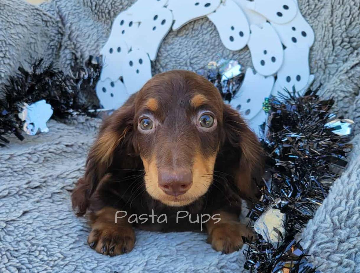 AKC Dune, a male Miniature Dachshund for sale in Texarkana, AR – Photo 2 of 7