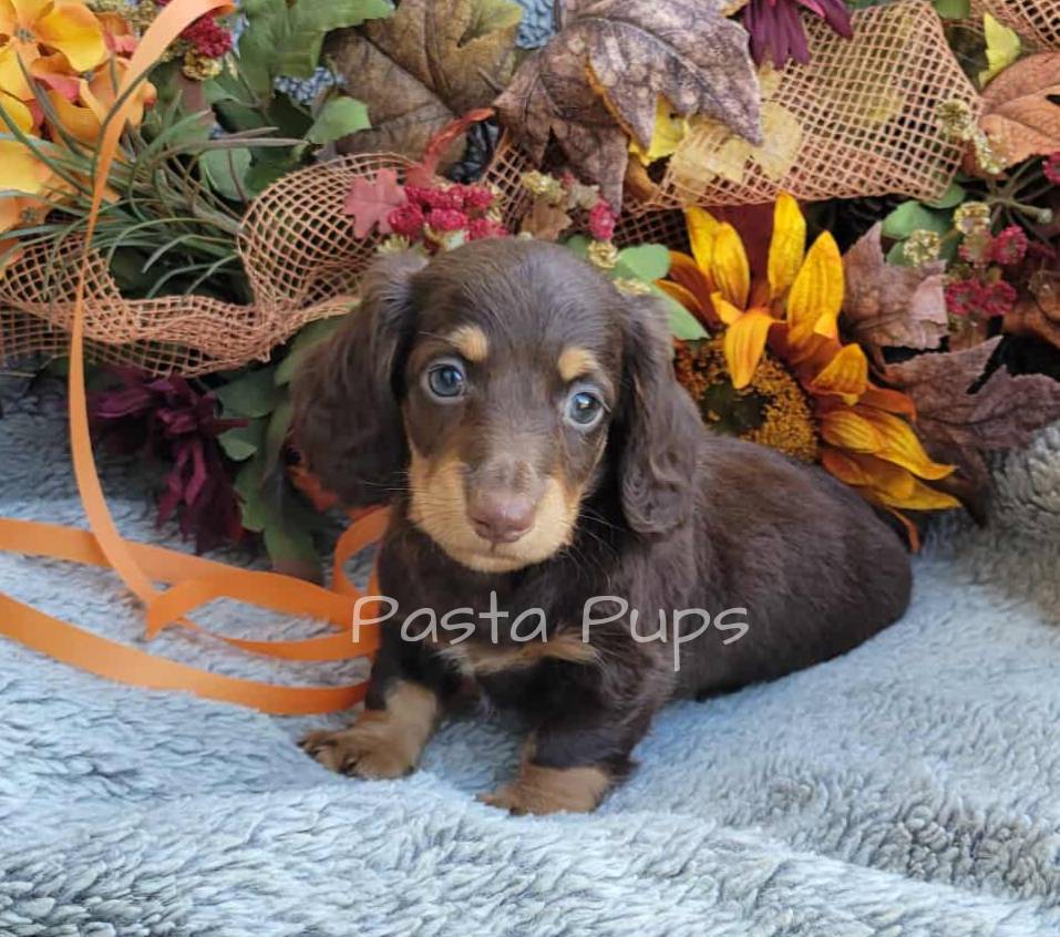 AKC Dune, a male Miniature Dachshund for sale in Texarkana, AR – Photo 5 of 7