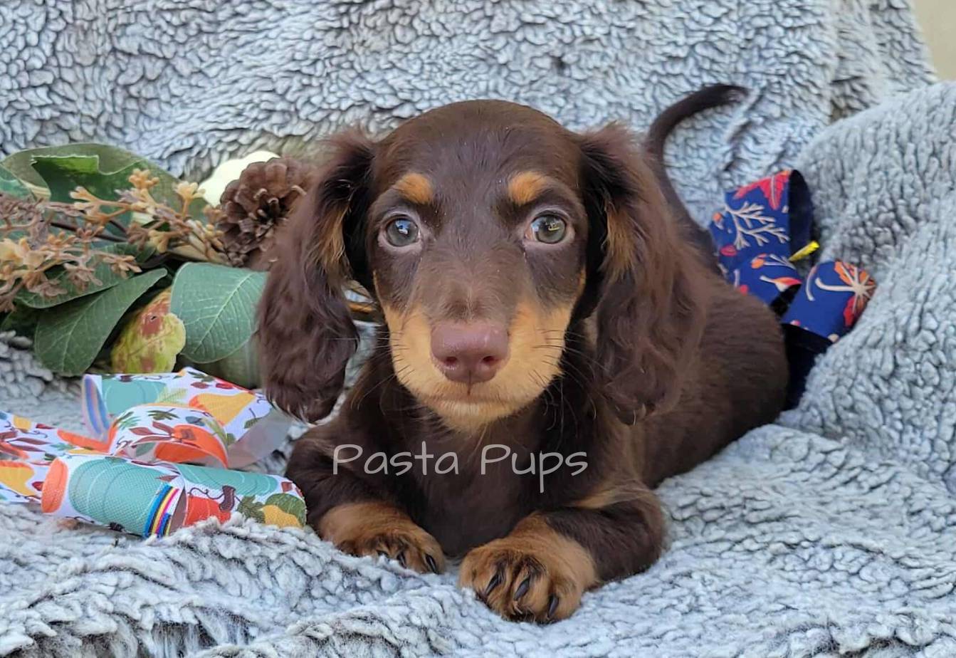 AKC Dune, a male Miniature Dachshund for sale in Texarkana, AR – Photo 3 of 7