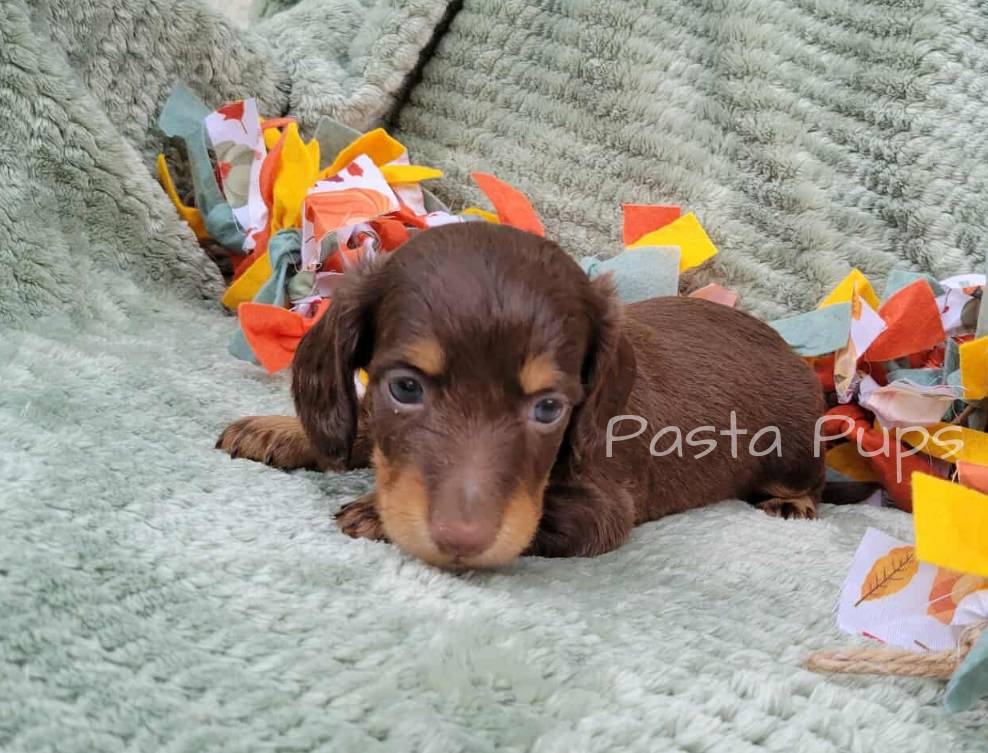 AKC Dune, a male Miniature Dachshund for sale in Texarkana, AR – Photo 6 of 7