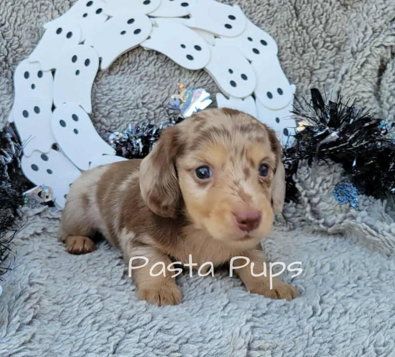 AKC Alfredo, a male Miniature Dachshund for sale in Texarkana, AR – Photo 2 of 3