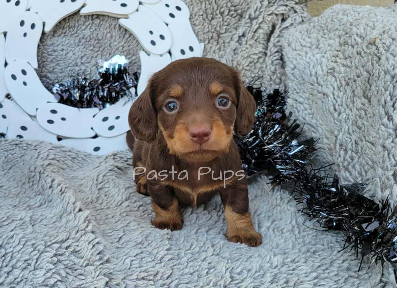 AKC Carbonara, a female Miniature Dachshund for sale in Texarkana, AR – Photo 4 of 5