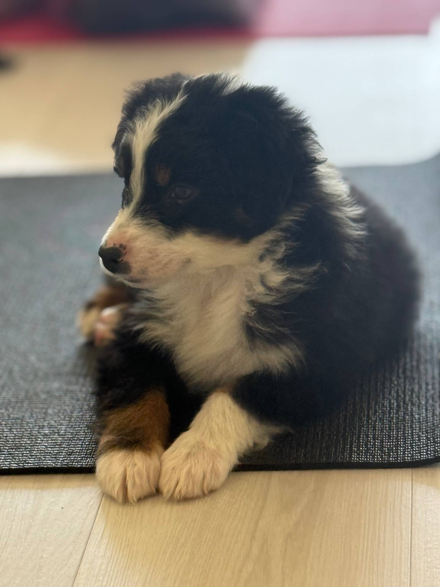Black Tri Male, a male Australian Shepherd for sale in Stanwood, WA – 6 of 8