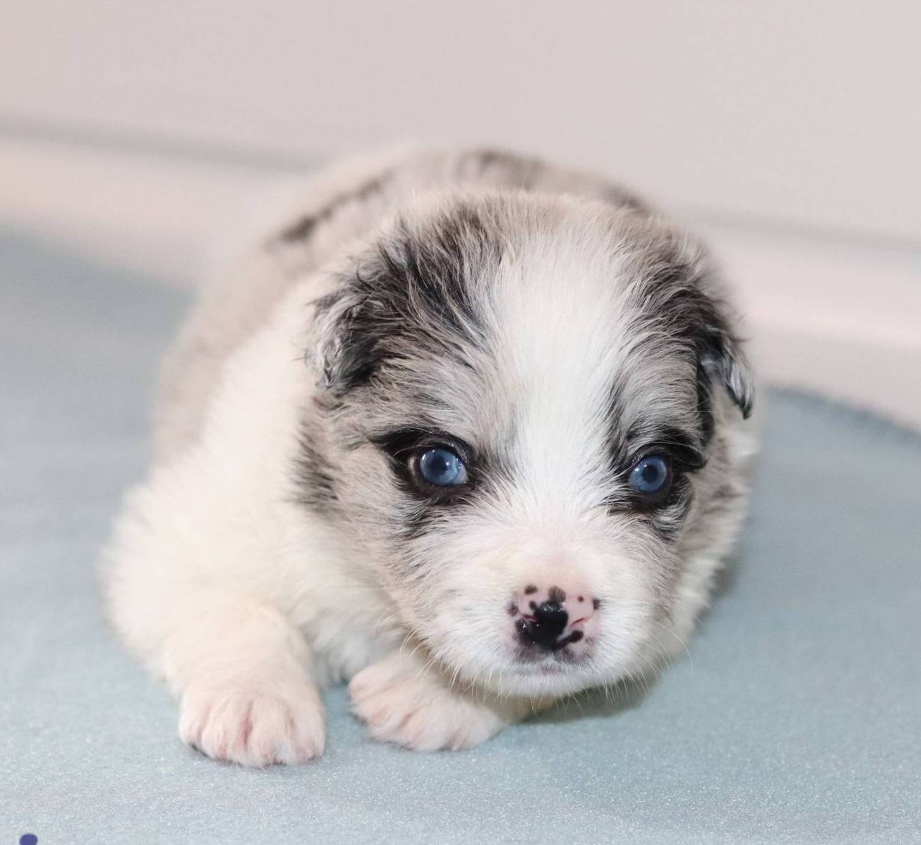 Gracie, a female Border Collie for sale in Wilmington, NC – Photo 3 of 8