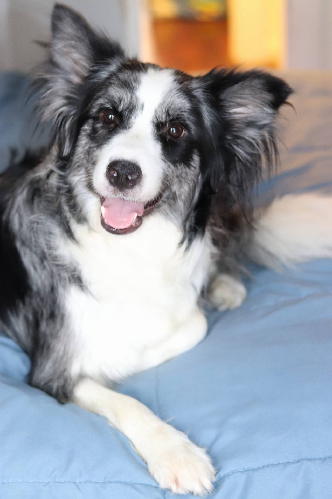 Gracie, a female Border Collie for sale in Wilmington, NC – Photo 6 of 8