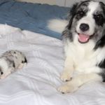 Neymar, a male Border Collie for sale in Wilmington, NC – Photo 9 of 10