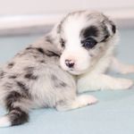 Neymar, a male Border Collie for sale in Wilmington, NC – Photo 1 of 10