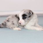 Neymar, a male Border Collie for sale in Wilmington, NC – Photo 3 of 10