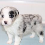 Neymar, a male Border Collie for sale in Wilmington, NC – Photo 2 of 10