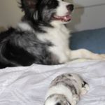 Neymar, a male Border Collie for sale in Wilmington, NC – Photo 10 of 10