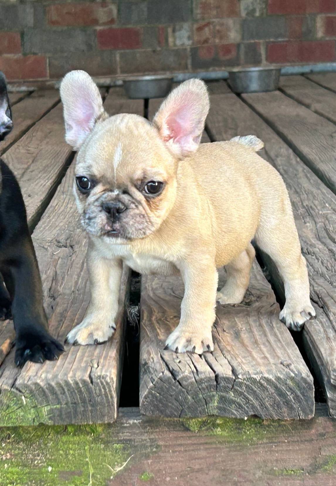 Lilac fawn male, a male French Bulldog for sale in Weatherford, TX – Photo 5 of 9